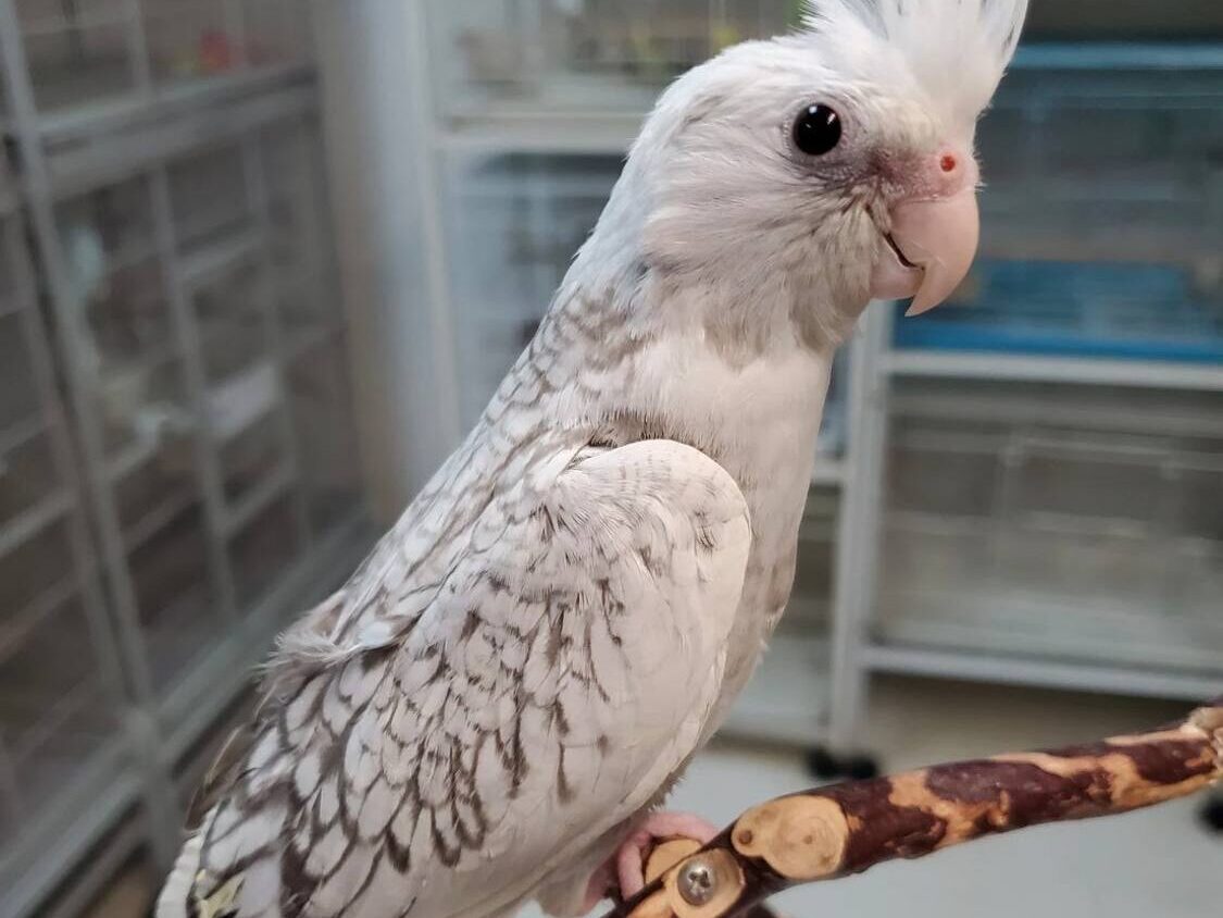 White Face Pearl Cockatiels, White Face Pearl Cockatiel for sale, Hand-fed White Face Pearl Cockatiel, Tame Pearl Cockatiel, Baby White Face Cockatiel, Pearl mutation cockatiel, White face cockatiel breeder, Gentle pet cockatiel, Intelligent companion bird, Vaccinated cockatiel, Small pet parrot, Apartment friendly bird, Domestic parrot shipping, International parrot shipping, Healthy White Face Pearl Cockatiel, Family companion bird, The Parrots Exotic Store