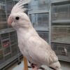 White Face Pearl Cockatiels, White Face Pearl Cockatiel for sale, Hand-fed White Face Pearl Cockatiel, Tame Pearl Cockatiel, Baby White Face Cockatiel, Pearl mutation cockatiel, White face cockatiel breeder, Gentle pet cockatiel, Intelligent companion bird, Vaccinated cockatiel, Small pet parrot, Apartment friendly bird, Domestic parrot shipping, International parrot shipping, Healthy White Face Pearl Cockatiel, Family companion bird, The Parrots Exotic Store
