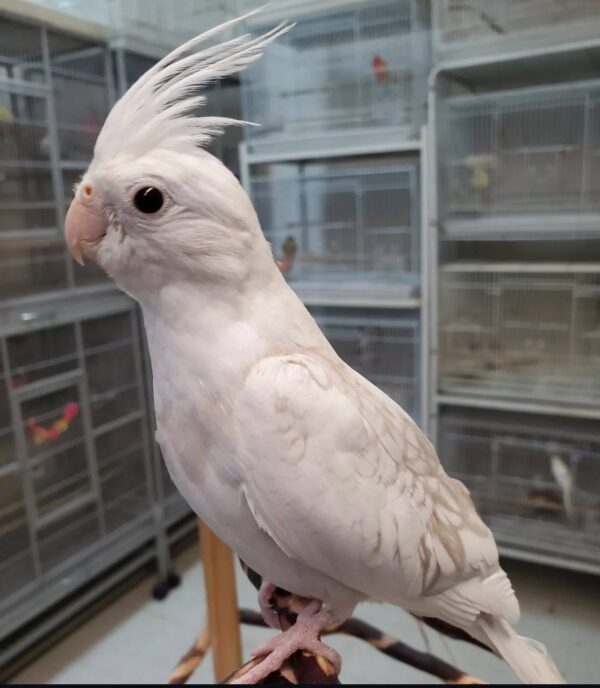 White Face Pearl Cockatiels, White Face Pearl Cockatiel for sale, Hand-fed White Face Pearl Cockatiel, Tame Pearl Cockatiel, Baby White Face Cockatiel, Pearl mutation cockatiel, White face cockatiel breeder, Gentle pet cockatiel, Intelligent companion bird, Vaccinated cockatiel, Small pet parrot, Apartment friendly bird, Domestic parrot shipping, International parrot shipping, Healthy White Face Pearl Cockatiel, Family companion bird, The Parrots Exotic Store
