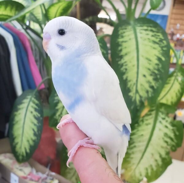 American Budgies Parakeets, American Budgie for sale, Hand-fed American Budgie, Tame Budgie Parakeet, Baby American Budgie, Colorful Budgie bird, Small companion parrot, Friendly pet parakeet, Talking budgie, Vaccinated budgie, Affordable pet bird, Beginner friendly parrot, Domestic parrot shipping, International parrot shipping, Healthy American Budgie, Family pet bird, The Parrots Exotic Store