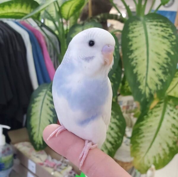 American Budgies Parakeets, American Budgie for sale, Hand-fed American Budgie, Tame Budgie Parakeet, Baby American Budgie, Colorful Budgie bird, Small companion parrot, Friendly pet parakeet, Talking budgie, Vaccinated budgie, Affordable pet bird, Beginner friendly parrot, Domestic parrot shipping, International parrot shipping, Healthy American Budgie, Family pet bird, The Parrots Exotic Store