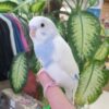 American Budgies Parakeets, American Budgie for sale, Hand-fed American Budgie, Tame Budgie Parakeet, Baby American Budgie, Colorful Budgie bird, Small companion parrot, Friendly pet parakeet, Talking budgie, Vaccinated budgie, Affordable pet bird, Beginner friendly parrot, Domestic parrot shipping, International parrot shipping, Healthy American Budgie, Family pet bird, The Parrots Exotic Store