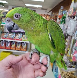 Yellow Nape Amazon Parrots, Yellow Nape Amazon Parrot for sale, Hand-fed Yellow Nape Amazon, Talking Amazon parrot, Intelligent Amazon bird, Baby Yellow Nape Amazon, Tame Amazon parrot, Vaccinated Amazon parrot, Exotic companion parrot, Central American parrot, Large talking parrot, Domestic parrot shipping, International parrot shipping, Healthy Yellow Nape Amazon, Experienced bird owner parrot, Family companion parrot, The Parrots Exotic Store Yellow Nape Amazon Parrots, Yellow Nape Amazon Parrot for sale, Hand-fed Yellow Nape Amazon, Talking Amazon parrot, Intelligent Amazon bird, Baby Yellow Nape Amazon, Tame Amazon parrot, Vaccinated Amazon parrot, Exotic companion parrot, Central American parrot, Large talking parrot, Domestic parrot shipping, International parrot shipping, Healthy Yellow Nape Amazon, Experienced bird owner parrot, Family companion parrot, The Parrots Exotic Store
