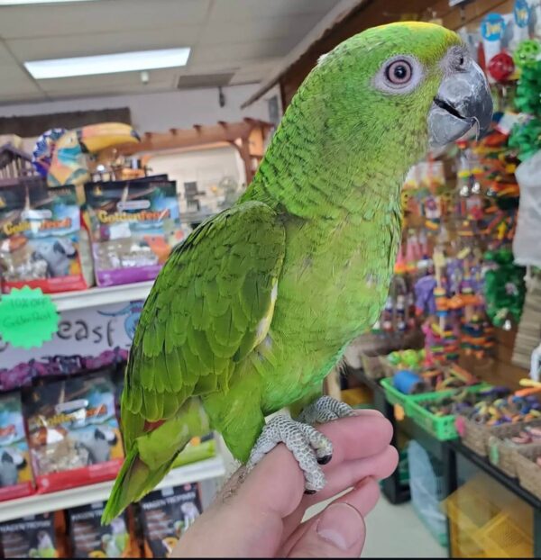 Yellow Nape Amazon Parrots, Yellow Nape Amazon Parrot for sale, Hand-fed Yellow Nape Amazon, Talking Amazon parrot, Intelligent Amazon bird, Baby Yellow Nape Amazon, Tame Amazon parrot, Vaccinated Amazon parrot, Exotic companion parrot, Central American parrot, Large talking parrot, Domestic parrot shipping, International parrot shipping, Healthy Yellow Nape Amazon, Experienced bird owner parrot, Family companion parrot, The Parrots Exotic Store