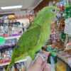 Yellow Nape Amazon Parrots, Yellow Nape Amazon Parrot for sale, Hand-fed Yellow Nape Amazon, Talking Amazon parrot, Intelligent Amazon bird, Baby Yellow Nape Amazon, Tame Amazon parrot, Vaccinated Amazon parrot, Exotic companion parrot, Central American parrot, Large talking parrot, Domestic parrot shipping, International parrot shipping, Healthy Yellow Nape Amazon, Experienced bird owner parrot, Family companion parrot, The Parrots Exotic Store