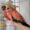 Rose Bourkes Parakeets, Rose Bourkes Parakeet for sale, Hand-fed Rose Bourkes Parakeet, Tame Bourkes Parakeet, Baby Bourkes Parakeet, Pink Bourkes Parakeet, Gentle pet bird, Quiet parakeet species, Small companion parrot, Australian parakeet, Vaccinated parakeet, Beginner friendly bird, Apartment friendly bird, Domestic parrot shipping, International parrot shipping, Healthy Bourkes Parakeet, Family pet bird, The Parrots Exotic Store