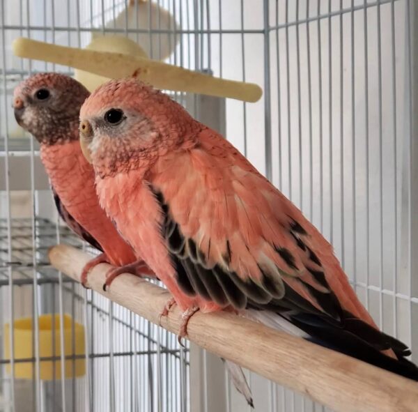 Rose Bourkes Parakeets, Rose Bourkes Parakeet for sale, Hand-fed Rose Bourkes Parakeet, Tame Bourkes Parakeet, Baby Bourkes Parakeet, Pink Bourkes Parakeet, Gentle pet bird, Quiet parakeet species, Small companion parrot, Australian parakeet, Vaccinated parakeet, Beginner friendly bird, Apartment friendly bird, Domestic parrot shipping, International parrot shipping, Healthy Bourkes Parakeet, Family pet bird, The Parrots Exotic Store