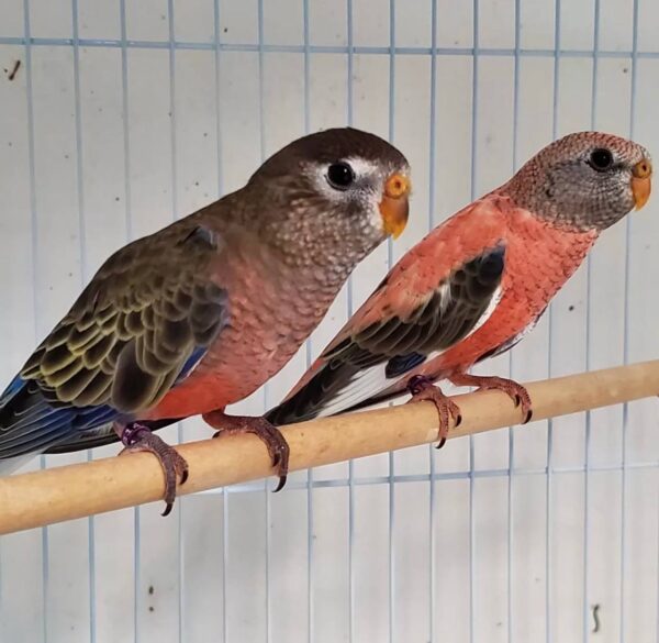 Rose Bourkes Parakeets, Rose Bourkes Parakeet for sale, Hand-fed Rose Bourkes Parakeet, Tame Bourkes Parakeet, Baby Bourkes Parakeet, Pink Bourkes Parakeet, Gentle pet bird, Quiet parakeet species, Small companion parrot, Australian parakeet, Vaccinated parakeet, Beginner friendly bird, Apartment friendly bird, Domestic parrot shipping, International parrot shipping, Healthy Bourkes Parakeet, Family pet bird, The Parrots Exotic Store