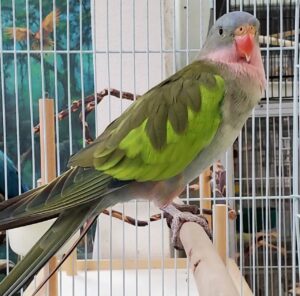 Stunning Princess of Wales Parakeets, Princess of Wales Parakeet for sale, Hand-fed Princess of Wales Parakeet, Tame Princess Parakeet, Baby Princess of Wales bird, Elegant Australian parakeet, Long tail parakeet, Gentle companion bird, Quiet pet parrot, Vaccinated parakeet, Aviary bird species, Exotic parakeet breeder, Domestic parrot shipping, International parrot shipping, Healthy Princess of Wales Parakeet, Family companion bird, The Parrots Exotic Store Stunning Princess of Wales Parakeets, Princess of Wales Parakeet for sale, Hand-fed Princess of Wales Parakeet, Tame Princess Parakeet, Baby Princess of Wales bird, Elegant Australian parakeet, Long tail parakeet, Gentle companion bird, Quiet pet parrot, Vaccinated parakeet, Aviary bird species, Exotic parakeet breeder, Domestic parrot shipping, International parrot shipping, Healthy Princess of Wales Parakeet, Family companion bird, The Parrots Exotic Store