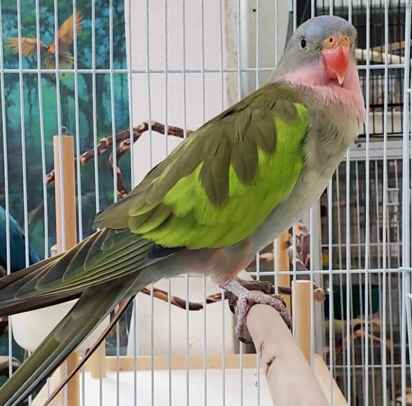 Stunning Princess of Wales Parakeets, Princess of Wales Parakeet for sale, Hand-fed Princess of Wales Parakeet, Tame Princess Parakeet, Baby Princess of Wales bird, Elegant Australian parakeet, Long tail parakeet, Gentle companion bird, Quiet pet parrot, Vaccinated parakeet, Aviary bird species, Exotic parakeet breeder, Domestic parrot shipping, International parrot shipping, Healthy Princess of Wales Parakeet, Family companion bird, The Parrots Exotic Store Stunning Princess of Wales Parakeets, Princess of Wales Parakeet for sale, Hand-fed Princess of Wales Parakeet, Tame Princess Parakeet, Baby Princess of Wales bird, Elegant Australian parakeet, Long tail parakeet, Gentle companion bird, Quiet pet parrot, Vaccinated parakeet, Aviary bird species, Exotic parakeet breeder, Domestic parrot shipping, International parrot shipping, Healthy Princess of Wales Parakeet, Family companion bird, The Parrots Exotic Store