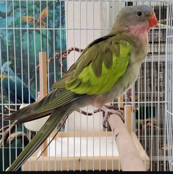 Stunning Princess of Wales Parakeets, Princess of Wales Parakeet for sale, Hand-fed Princess of Wales Parakeet, Tame Princess Parakeet, Baby Princess of Wales bird, Elegant Australian parakeet, Long tail parakeet, Gentle companion bird, Quiet pet parrot, Vaccinated parakeet, Aviary bird species, Exotic parakeet breeder, Domestic parrot shipping, International parrot shipping, Healthy Princess of Wales Parakeet, Family companion bird, The Parrots Exotic Store Stunning Princess of Wales Parakeets, Princess of Wales Parakeet for sale, Hand-fed Princess of Wales Parakeet, Tame Princess Parakeet, Baby Princess of Wales bird, Elegant Australian parakeet, Long tail parakeet, Gentle companion bird, Quiet pet parrot, Vaccinated parakeet, Aviary bird species, Exotic parakeet breeder, Domestic parrot shipping, International parrot shipping, Healthy Princess of Wales Parakeet, Family companion bird, The Parrots Exotic Store