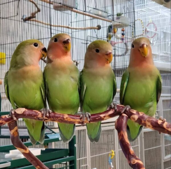 Peach Face Lovebirds, Peach Face Lovebird for sale, Hand-fed Peach Face Lovebird, Tame Lovebird, Baby Lovebird bird, Colorful Lovebird parrot, Affectionate companion bird, Small pet parrot, African Lovebird species, Talking Lovebird potential, Vaccinated Lovebird, Beginner friendly parrot, Domestic parrot shipping, International parrot shipping, Healthy Peach Face Lovebird, Family pet bird, The Parrots Exotic Store Peach Face Lovebirds, Peach Face Lovebird for sale, Hand-fed Peach Face Lovebird, Tame Lovebird, Baby Lovebird bird, Colorful Lovebird parrot, Affectionate companion bird, Small pet parrot, African Lovebird species, Talking Lovebird potential, Vaccinated Lovebird, Beginner friendly parrot, Domestic parrot shipping, International parrot shipping, Healthy Peach Face Lovebird, Family pet bird, The Parrots Exotic Store