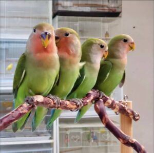 Peach Face Lovebirds, Peach Face Lovebird for sale, Hand-fed Peach Face Lovebird, Tame Lovebird, Baby Lovebird bird, Colorful Lovebird parrot, Affectionate companion bird, Small pet parrot, African Lovebird species, Talking Lovebird potential, Vaccinated Lovebird, Beginner friendly parrot, Domestic parrot shipping, International parrot shipping, Healthy Peach Face Lovebird, Family pet bird, The Parrots Exotic Store Peach Face Lovebirds, Peach Face Lovebird for sale, Hand-fed Peach Face Lovebird, Tame Lovebird, Baby Lovebird bird, Colorful Lovebird parrot, Affectionate companion bird, Small pet parrot, African Lovebird species, Talking Lovebird potential, Vaccinated Lovebird, Beginner friendly parrot, Domestic parrot shipping, International parrot shipping, Healthy Peach Face Lovebird, Family pet bird, The Parrots Exotic Store