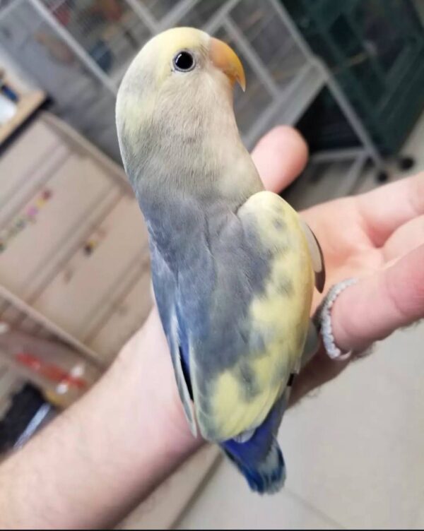 Pied Dutch Blue Peach-Faced Lovebirds, Dutch Blue Peach-Faced Lovebird for sale, Hand-fed Dutch Blue Lovebird, Tame Peach-Faced Lovebird, Baby Peach-Faced Lovebird, Colorful Lovebird parrot, Affectionate companion bird, Small pet parrot, African Lovebird species, Talking Lovebird potential, Vaccinated Lovebird, Beginner friendly parrot, Domestic parrot shipping, International parrot shipping, Healthy Dutch Blue Lovebird, Family companion bird, The Parrots Exotic Store Pied Dutch Blue Peach-Faced Lovebirds, Dutch Blue Peach-Faced Lovebird for sale, Hand-fed Dutch Blue Lovebird, Tame Peach-Faced Lovebird, Baby Peach-Faced Lovebird, Colorful Lovebird parrot, Affectionate companion bird, Small pet parrot, African Lovebird species, Talking Lovebird potential, Vaccinated Lovebird, Beginner friendly parrot, Domestic parrot shipping, International parrot shipping, Healthy Dutch Blue Lovebird, Family companion bird, The Parrots Exotic Store