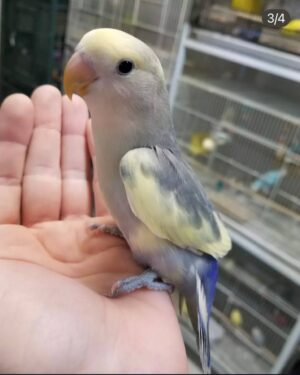 Pied Dutch Blue Peach-Faced Lovebirds, Dutch Blue Peach-Faced Lovebird for sale, Hand-fed Dutch Blue Lovebird, Tame Peach-Faced Lovebird, Baby Peach-Faced Lovebird, Colorful Lovebird parrot, Affectionate companion bird, Small pet parrot, African Lovebird species, Talking Lovebird potential, Vaccinated Lovebird, Beginner friendly parrot, Domestic parrot shipping, International parrot shipping, Healthy Dutch Blue Lovebird, Family companion bird, The Parrots Exotic Store Pied Dutch Blue Peach-Faced Lovebirds, Dutch Blue Peach-Faced Lovebird for sale, Hand-fed Dutch Blue Lovebird, Tame Peach-Faced Lovebird, Baby Peach-Faced Lovebird, Colorful Lovebird parrot, Affectionate companion bird, Small pet parrot, African Lovebird species, Talking Lovebird potential, Vaccinated Lovebird, Beginner friendly parrot, Domestic parrot shipping, International parrot shipping, Healthy Dutch Blue Lovebird, Family companion bird, The Parrots Exotic Store