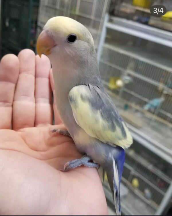 Pied Dutch Blue Peach-Faced Lovebirds, Dutch Blue Peach-Faced Lovebird for sale, Hand-fed Dutch Blue Lovebird, Tame Peach-Faced Lovebird, Baby Peach-Faced Lovebird, Colorful Lovebird parrot, Affectionate companion bird, Small pet parrot, African Lovebird species, Talking Lovebird potential, Vaccinated Lovebird, Beginner friendly parrot, Domestic parrot shipping, International parrot shipping, Healthy Dutch Blue Lovebird, Family companion bird, The Parrots Exotic Store Pied Dutch Blue Peach-Faced Lovebirds, Dutch Blue Peach-Faced Lovebird for sale, Hand-fed Dutch Blue Lovebird, Tame Peach-Faced Lovebird, Baby Peach-Faced Lovebird, Colorful Lovebird parrot, Affectionate companion bird, Small pet parrot, African Lovebird species, Talking Lovebird potential, Vaccinated Lovebird, Beginner friendly parrot, Domestic parrot shipping, International parrot shipping, Healthy Dutch Blue Lovebird, Family companion bird, The Parrots Exotic Store