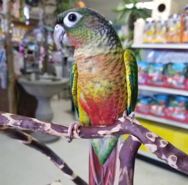 Yellow-Sided Green Cheek Conures, Green Cheek Conure for sale, Hand-fed Green Cheek Conure, Tame Yellow-Sided Conure, Baby Green Cheek Conure, Playful companion parrot, Small pet parrot, South American conure, Intelligent exotic bird, Colorful conure parrot, Vaccinated Green Cheek Conure, Beginner friendly conure, Domestic parrot shipping, International parrot shipping, Healthy Green Cheek Conure, Family pet parrot, The Parrots Exotic Store