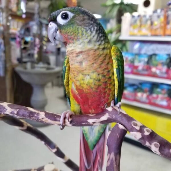 Yellow-Sided Green Cheek Conures, Green Cheek Conure for sale, Hand-fed Green Cheek Conure, Tame Yellow-Sided Conure, Baby Green Cheek Conure, Playful companion parrot, Small pet parrot, South American conure, Intelligent exotic bird, Colorful conure parrot, Vaccinated Green Cheek Conure, Beginner friendly conure, Domestic parrot shipping, International parrot shipping, Healthy Green Cheek Conure, Family pet parrot, The Parrots Exotic Store