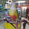 Pineapple Green Cheek Conures, Green Cheek Conure for sale, Hand-fed Pineapple Conure, Tame Green Cheek Conure, Baby Green Cheek Conure, Colorful conure parrot, Playful companion bird, Small pet parrot, South American conure, Intelligent exotic bird, Vibrant Green Cheek Conure, Vaccinated conure, Beginner friendly conure, Domestic parrot shipping, International parrot shipping, Healthy Pineapple Green Cheek Conure, Family companion bird, The Parrots Exotic Store