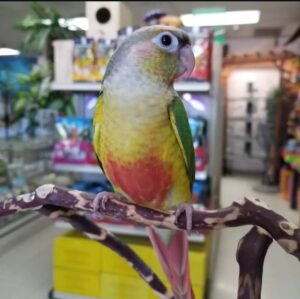 Pineapple Green Cheek Conures, Green Cheek Conure for sale, Hand-fed Pineapple Conure, Tame Green Cheek Conure, Baby Green Cheek Conure, Colorful conure parrot, Playful companion bird, Small pet parrot, South American conure, Intelligent exotic bird, Vibrant Green Cheek Conure, Vaccinated conure, Beginner friendly conure, Domestic parrot shipping, International parrot shipping, Healthy Pineapple Green Cheek Conure, Family companion bird, The Parrots Exotic Store