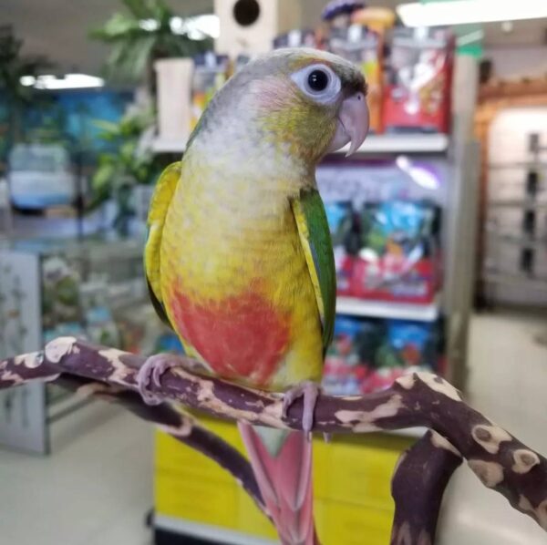 Pineapple Green Cheek Conures, Green Cheek Conure for sale, Hand-fed Pineapple Conure, Tame Green Cheek Conure, Baby Green Cheek Conure, Colorful conure parrot, Playful companion bird, Small pet parrot, South American conure, Intelligent exotic bird, Vibrant Green Cheek Conure, Vaccinated conure, Beginner friendly conure, Domestic parrot shipping, International parrot shipping, Healthy Pineapple Green Cheek Conure, Family companion bird, The Parrots Exotic Store