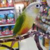 Pineapple Green Cheek Conures, Green Cheek Conure for sale, Hand-fed Pineapple Conure, Tame Green Cheek Conure, Baby Green Cheek Conure, Colorful conure parrot, Playful companion bird, Small pet parrot, South American conure, Intelligent exotic bird, Vibrant Green Cheek Conure, Vaccinated conure, Beginner friendly conure, Domestic parrot shipping, International parrot shipping, Healthy Pineapple Green Cheek Conure, Family companion bird, The Parrots Exotic Store