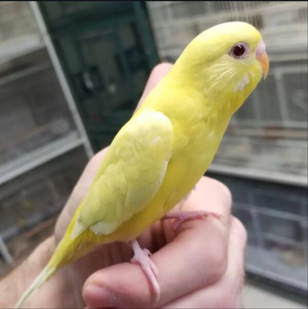Yellow Parakeets, Lutino Budgerigar for sale, Hand-fed Yellow Parakeet, Tame Budgie, Baby Parakeet bird, Colorful small parrot, Cheerful companion bird, Beginner friendly parakeet, African and Australian parakeet, Talking parakeet potential, Vaccinated Budgie, Domestic parrot shipping, International parrot shipping, Healthy Yellow Parakeet, Family pet bird, The Parrots Exotic Store