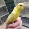 Yellow Parakeets, Lutino Budgerigar for sale, Hand-fed Yellow Parakeet, Tame Budgie, Baby Parakeet bird, Colorful small parrot, Cheerful companion bird, Beginner friendly parakeet, African and Australian parakeet, Talking parakeet potential, Vaccinated Budgie, Domestic parrot shipping, International parrot shipping, Healthy Yellow Parakeet, Family pet bird, The Parrots Exotic Store