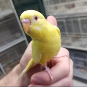 Yellow Parakeets, Lutino Budgerigar for sale, Hand-fed Yellow Parakeet, Tame Budgie, Baby Parakeet bird, Colorful small parrot, Cheerful companion bird, Beginner friendly parakeet, African and Australian parakeet, Talking parakeet potential, Vaccinated Budgie, Domestic parrot shipping, International parrot shipping, Healthy Yellow Parakeet, Family pet bird, The Parrots Exotic Store Yellow Parakeets, Lutino Budgerigar for sale, Hand-fed Yellow Parakeet, Tame Budgie, Baby Parakeet bird, Colorful small parrot, Cheerful companion bird, Beginner friendly parakeet, African and Australian parakeet, Talking parakeet potential, Vaccinated Budgie, Domestic parrot shipping, International parrot shipping, Healthy Yellow Parakeet, Family pet bird, The Parrots Exotic Store