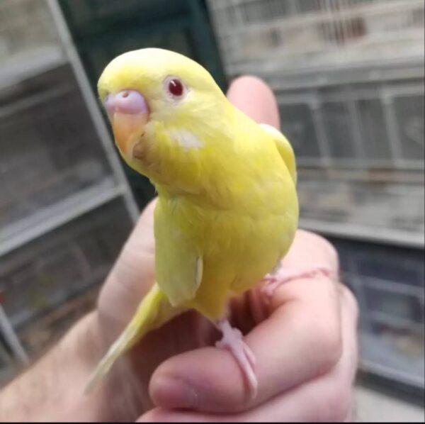 Yellow Parakeets, Lutino Budgerigar for sale, Hand-fed Yellow Parakeet, Tame Budgie, Baby Parakeet bird, Colorful small parrot, Cheerful companion bird, Beginner friendly parakeet, African and Australian parakeet, Talking parakeet potential, Vaccinated Budgie, Domestic parrot shipping, International parrot shipping, Healthy Yellow Parakeet, Family pet bird, The Parrots Exotic Store