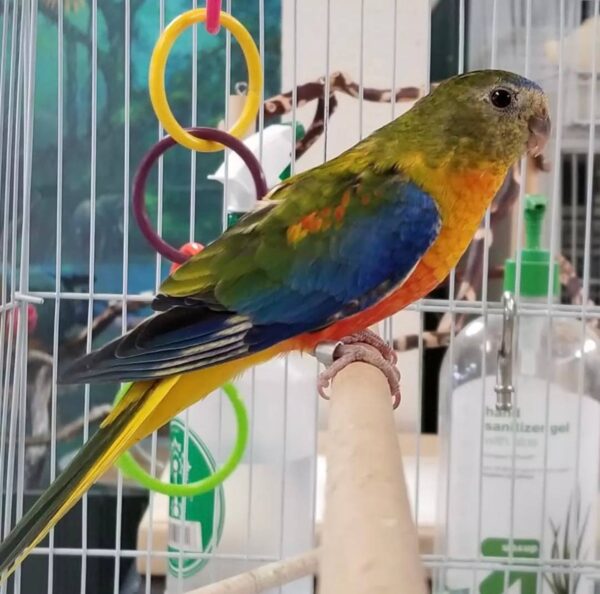 Splendid Parakeets, Splendid Parakeet for sale, Hand-fed Splendid Parakeet, Tame parakeet, Baby parakeet bird, Colorful small parrot, Playful companion bird, Beginner friendly parakeet, Australian parakeet species, Talking parakeet potential, Vaccinated parakeet, Domestic parrot shipping, International parrot shipping, Healthy Splendid Parakeet, Family pet parrot, The Parrots Exotic Store