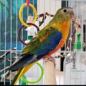 Splendid Parakeets, Splendid Parakeet for sale, Hand-fed Splendid Parakeet, Tame parakeet, Baby parakeet bird, Colorful small parrot, Playful companion bird, Beginner friendly parakeet, Australian parakeet species, Talking parakeet potential, Vaccinated parakeet, Domestic parrot shipping, International parrot shipping, Healthy Splendid Parakeet, Family pet parrot, The Parrots Exotic Store Splendid Parakeets, Splendid Parakeet for sale, Hand-fed Splendid Parakeet, Tame parakeet, Baby parakeet bird, Colorful small parrot, Playful companion bird, Beginner friendly parakeet, Australian parakeet species, Talking parakeet potential, Vaccinated parakeet, Domestic parrot shipping, International parrot shipping, Healthy Splendid Parakeet, Family pet parrot, The Parrots Exotic Store