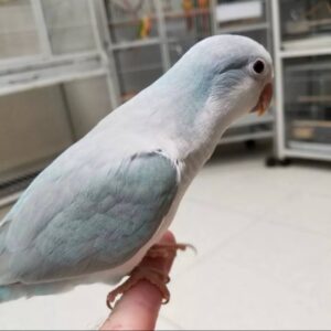 Blue Palid Quaker Parrots, Quaker Parrot for sale, Hand-fed Quaker Parrot, Tame Quaker Parrot, Baby Monk Parakeet, Intelligent small parrot, Colorful companion bird, Beginner friendly parrot, Talking parrot potential, Vaccinated Quaker Parrot, Domestic parrot shipping, International parrot shipping, Healthy Blue Palid Quaker Parrot, Family pet parrot, The Parrots Exotic Store