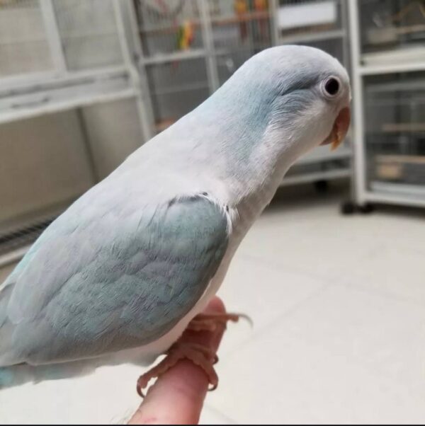 Blue Palid Quaker Parrots, Quaker Parrot for sale, Hand-fed Quaker Parrot, Tame Quaker Parrot, Baby Monk Parakeet, Intelligent small parrot, Colorful companion bird, Beginner friendly parrot, Talking parrot potential, Vaccinated Quaker Parrot, Domestic parrot shipping, International parrot shipping, Healthy Blue Palid Quaker Parrot, Family pet parrot, The Parrots Exotic Store Blue Palid Quaker Parrots, Quaker Parrot for sale, Hand-fed Quaker Parrot, Tame Quaker Parrot, Baby Monk Parakeet, Intelligent small parrot, Colorful companion bird, Beginner friendly parrot, Talking parrot potential, Vaccinated Quaker Parrot, Domestic parrot shipping, International parrot shipping, Healthy Blue Palid Quaker Parrot, Family pet parrot, The Parrots Exotic Store