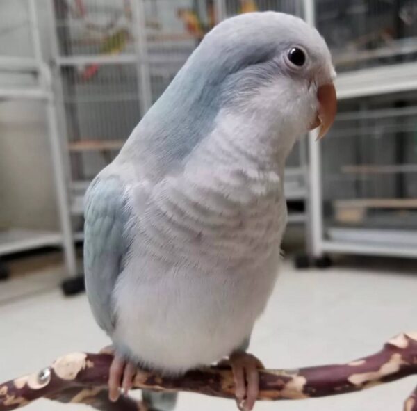 Blue Palid Quaker Parrots, Quaker Parrot for sale, Hand-fed Quaker Parrot, Tame Quaker Parrot, Baby Monk Parakeet, Intelligent small parrot, Colorful companion bird, Beginner friendly parrot, Talking parrot potential, Vaccinated Quaker Parrot, Domestic parrot shipping, International parrot shipping, Healthy Blue Palid Quaker Parrot, Family pet parrot, The Parrots Exotic Store Blue Palid Quaker Parrots, Quaker Parrot for sale, Hand-fed Quaker Parrot, Tame Quaker Parrot, Baby Monk Parakeet, Intelligent small parrot, Colorful companion bird, Beginner friendly parrot, Talking parrot potential, Vaccinated Quaker Parrot, Domestic parrot shipping, International parrot shipping, Healthy Blue Palid Quaker Parrot, Family pet parrot, The Parrots Exotic Store