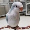 Blue Palid Quaker Parrots, Quaker Parrot for sale, Hand-fed Quaker Parrot, Tame Quaker Parrot, Baby Monk Parakeet, Intelligent small parrot, Colorful companion bird, Beginner friendly parrot, Talking parrot potential, Vaccinated Quaker Parrot, Domestic parrot shipping, International parrot shipping, Healthy Blue Palid Quaker Parrot, Family pet parrot, The Parrots Exotic Store Blue Palid Quaker Parrots, Quaker Parrot for sale, Hand-fed Quaker Parrot, Tame Quaker Parrot, Baby Monk Parakeet, Intelligent small parrot, Colorful companion bird, Beginner friendly parrot, Talking parrot potential, Vaccinated Quaker Parrot, Domestic parrot shipping, International parrot shipping, Healthy Blue Palid Quaker Parrot, Family pet parrot, The Parrots Exotic Store
