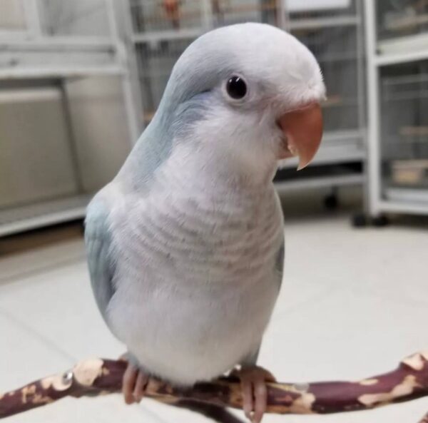 Blue Palid Quaker Parrots, Quaker Parrot for sale, Hand-fed Quaker Parrot, Tame Quaker Parrot, Baby Monk Parakeet, Intelligent small parrot, Colorful companion bird, Beginner friendly parrot, Talking parrot potential, Vaccinated Quaker Parrot, Domestic parrot shipping, International parrot shipping, Healthy Blue Palid Quaker Parrot, Family pet parrot, The Parrots Exotic Store Blue Palid Quaker Parrots, Quaker Parrot for sale, Hand-fed Quaker Parrot, Tame Quaker Parrot, Baby Monk Parakeet, Intelligent small parrot, Colorful companion bird, Beginner friendly parrot, Talking parrot potential, Vaccinated Quaker Parrot, Domestic parrot shipping, International parrot shipping, Healthy Blue Palid Quaker Parrot, Family pet parrot, The Parrots Exotic Store