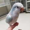 Blue Palid Quaker Parrots, Quaker Parrot for sale, Hand-fed Quaker Parrot, Tame Quaker Parrot, Baby Monk Parakeet, Intelligent small parrot, Colorful companion bird, Beginner friendly parrot, Talking parrot potential, Vaccinated Quaker Parrot, Domestic parrot shipping, International parrot shipping, Healthy Blue Palid Quaker Parrot, Family pet parrot, The Parrots Exotic Store Blue Palid Quaker Parrots, Quaker Parrot for sale, Hand-fed Quaker Parrot, Tame Quaker Parrot, Baby Monk Parakeet, Intelligent small parrot, Colorful companion bird, Beginner friendly parrot, Talking parrot potential, Vaccinated Quaker Parrot, Domestic parrot shipping, International parrot shipping, Healthy Blue Palid Quaker Parrot, Family pet parrot, The Parrots Exotic Store