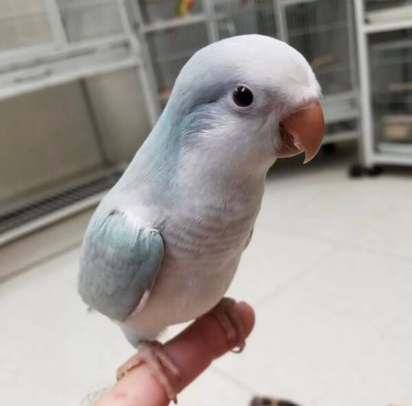 Blue Palid Quaker Parrots, Quaker Parrot for sale, Hand-fed Quaker Parrot, Tame Quaker Parrot, Baby Monk Parakeet, Intelligent small parrot, Colorful companion bird, Beginner friendly parrot, Talking parrot potential, Vaccinated Quaker Parrot, Domestic parrot shipping, International parrot shipping, Healthy Blue Palid Quaker Parrot, Family pet parrot, The Parrots Exotic Store Blue Palid Quaker Parrots, Quaker Parrot for sale, Hand-fed Quaker Parrot, Tame Quaker Parrot, Baby Monk Parakeet, Intelligent small parrot, Colorful companion bird, Beginner friendly parrot, Talking parrot potential, Vaccinated Quaker Parrot, Domestic parrot shipping, International parrot shipping, Healthy Blue Palid Quaker Parrot, Family pet parrot, The Parrots Exotic Store