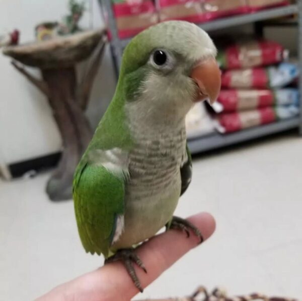 Green Quaker Parrots, Quaker Parrot for sale, Hand-fed Green Quaker Parrot, Tame Monk Parakeet, Baby Quaker Parrot, Intelligent small parrot, Playful companion bird, Beginner friendly parrot, Talking parrot potential, Vaccinated Quaker Parrot, Domestic parrot shipping, International parrot shipping, Healthy Green Quaker Parrot, Family pet parrot, The Parrots Exotic Store Green Quaker Parrots, Quaker Parrot for sale, Hand-fed Green Quaker Parrot, Tame Monk Parakeet, Baby Quaker Parrot, Intelligent small parrot, Playful companion bird, Beginner friendly parrot, Talking parrot potential, Vaccinated Quaker Parrot, Domestic parrot shipping, International parrot shipping, Healthy Green Quaker Parrot, Family pet parrot, The Parrots Exotic Store