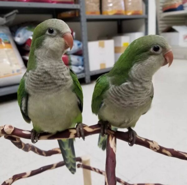 Green Quaker Parrots, Quaker Parrot for sale, Hand-fed Green Quaker Parrot, Tame Monk Parakeet, Baby Quaker Parrot, Intelligent small parrot, Playful companion bird, Beginner friendly parrot, Talking parrot potential, Vaccinated Quaker Parrot, Domestic parrot shipping, International parrot shipping, Healthy Green Quaker Parrot, Family pet parrot, The Parrots Exotic Store Green Quaker Parrots, Quaker Parrot for sale, Hand-fed Green Quaker Parrot, Tame Monk Parakeet, Baby Quaker Parrot, Intelligent small parrot, Playful companion bird, Beginner friendly parrot, Talking parrot potential, Vaccinated Quaker Parrot, Domestic parrot shipping, International parrot shipping, Healthy Green Quaker Parrot, Family pet parrot, The Parrots Exotic Store
