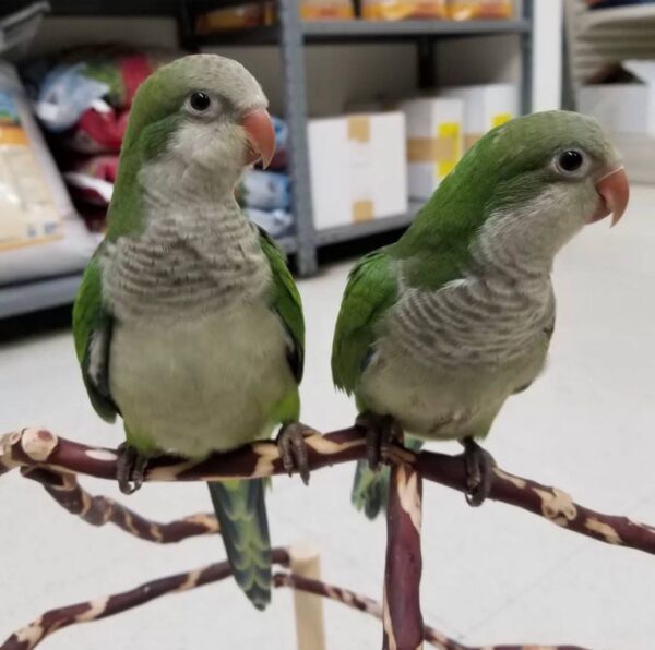 Green Quaker Parrots, Quaker Parrot for sale, Hand-fed Green Quaker Parrot, Tame Monk Parakeet, Baby Quaker Parrot, Intelligent small parrot, Playful companion bird, Beginner friendly parrot, Talking parrot potential, Vaccinated Quaker Parrot, Domestic parrot shipping, International parrot shipping, Healthy Green Quaker Parrot, Family pet parrot, The Parrots Exotic Store Green Quaker Parrots, Quaker Parrot for sale, Hand-fed Green Quaker Parrot, Tame Monk Parakeet, Baby Quaker Parrot, Intelligent small parrot, Playful companion bird, Beginner friendly parrot, Talking parrot potential, Vaccinated Quaker Parrot, Domestic parrot shipping, International parrot shipping, Healthy Green Quaker Parrot, Family pet parrot, The Parrots Exotic Store