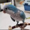Blue Quaker Parrots, Quaker Parrot for sale, Hand-fed Blue Quaker Parrot, Tame Monk Parakeet, Baby Quaker Parrot, Intelligent small parrot, Playful companion bird, Beginner friendly parrot, Talking parrot potential, Vaccinated Quaker Parrot, Domestic parrot shipping, International parrot shipping, Healthy Blue Quaker Parrot, Family pet parrot, The Parrots Exotic Store Blue Quaker Parrots, Quaker Parrot for sale, Hand-fed Blue Quaker Parrot, Tame Monk Parakeet, Baby Quaker Parrot, Intelligent small parrot, Playful companion bird, Beginner friendly parrot, Talking parrot potential, Vaccinated Quaker Parrot, Domestic parrot shipping, International parrot shipping, Healthy Blue Quaker Parrot, Family pet parrot, The Parrots Exotic Store
