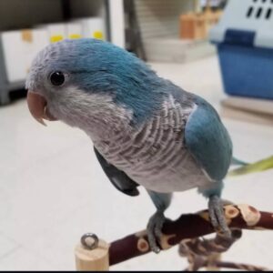Blue Quaker Parrots, Quaker Parrot for sale, Hand-fed Blue Quaker Parrot, Tame Monk Parakeet, Baby Quaker Parrot, Intelligent small parrot, Playful companion bird, Beginner friendly parrot, Talking parrot potential, Vaccinated Quaker Parrot, Domestic parrot shipping, International parrot shipping, Healthy Blue Quaker Parrot, Family pet parrot, The Parrots Exotic Store