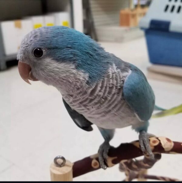 Blue Quaker Parrots, Quaker Parrot for sale, Hand-fed Blue Quaker Parrot, Tame Monk Parakeet, Baby Quaker Parrot, Intelligent small parrot, Playful companion bird, Beginner friendly parrot, Talking parrot potential, Vaccinated Quaker Parrot, Domestic parrot shipping, International parrot shipping, Healthy Blue Quaker Parrot, Family pet parrot, The Parrots Exotic Store Blue Quaker Parrots, Quaker Parrot for sale, Hand-fed Blue Quaker Parrot, Tame Monk Parakeet, Baby Quaker Parrot, Intelligent small parrot, Playful companion bird, Beginner friendly parrot, Talking parrot potential, Vaccinated Quaker Parrot, Domestic parrot shipping, International parrot shipping, Healthy Blue Quaker Parrot, Family pet parrot, The Parrots Exotic Store