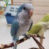 Blue Quaker Parrots, Quaker Parrot for sale, Hand-fed Blue Quaker Parrot, Tame Monk Parakeet, Baby Quaker Parrot, Intelligent small parrot, Playful companion bird, Beginner friendly parrot, Talking parrot potential, Vaccinated Quaker Parrot, Domestic parrot shipping, International parrot shipping, Healthy Blue Quaker Parrot, Family pet parrot, The Parrots Exotic Store Blue Quaker Parrots, Quaker Parrot for sale, Hand-fed Blue Quaker Parrot, Tame Monk Parakeet, Baby Quaker Parrot, Intelligent small parrot, Playful companion bird, Beginner friendly parrot, Talking parrot potential, Vaccinated Quaker Parrot, Domestic parrot shipping, International parrot shipping, Healthy Blue Quaker Parrot, Family pet parrot, The Parrots Exotic Store