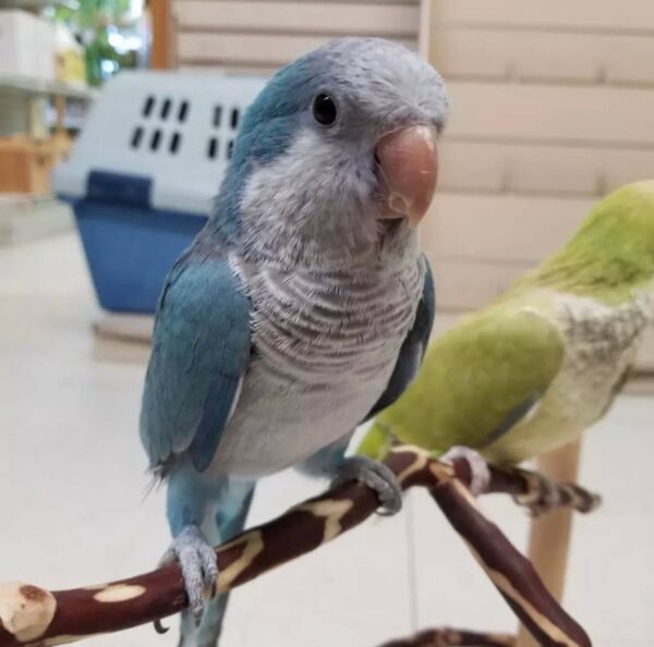 Blue Quaker Parrots, Quaker Parrot for sale, Hand-fed Blue Quaker Parrot, Tame Monk Parakeet, Baby Quaker Parrot, Intelligent small parrot, Playful companion bird, Beginner friendly parrot, Talking parrot potential, Vaccinated Quaker Parrot, Domestic parrot shipping, International parrot shipping, Healthy Blue Quaker Parrot, Family pet parrot, The Parrots Exotic Store Blue Quaker Parrots, Quaker Parrot for sale, Hand-fed Blue Quaker Parrot, Tame Monk Parakeet, Baby Quaker Parrot, Intelligent small parrot, Playful companion bird, Beginner friendly parrot, Talking parrot potential, Vaccinated Quaker Parrot, Domestic parrot shipping, International parrot shipping, Healthy Blue Quaker Parrot, Family pet parrot, The Parrots Exotic Store
