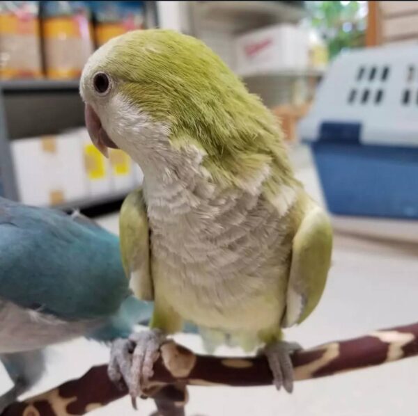 Cinnamon Quaker Parrots, Quaker Parrot for sale, Hand-fed Cinnamon Quaker Parrot, Tame Monk Parakeet, Baby Quaker Parrot, Intelligent small parrot, Playful companion bird, Beginner friendly parrot, Talking parrot potential, Vaccinated Quaker Parrot, Domestic parrot shipping, International parrot shipping, Healthy Cinnamon Quaker Parrot, Family pet parrot, The Parrots Exotic Store Cinnamon Quaker Parrots, Quaker Parrot for sale, Hand-fed Cinnamon Quaker Parrot, Tame Monk Parakeet, Baby Quaker Parrot, Intelligent small parrot, Playful companion bird, Beginner friendly parrot, Talking parrot potential, Vaccinated Quaker Parrot, Domestic parrot shipping, International parrot shipping, Healthy Cinnamon Quaker Parrot, Family pet parrot, The Parrots Exotic Store