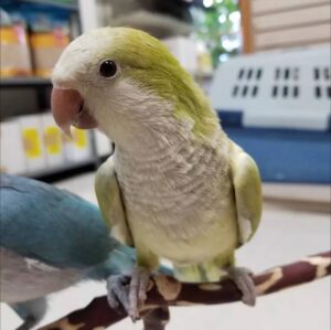 Cinnamon Quaker Parrots, Quaker Parrot for sale, Hand-fed Cinnamon Quaker Parrot, Tame Monk Parakeet, Baby Quaker Parrot, Intelligent small parrot, Playful companion bird, Beginner friendly parrot, Talking parrot potential, Vaccinated Quaker Parrot, Domestic parrot shipping, International parrot shipping, Healthy Cinnamon Quaker Parrot, Family pet parrot, The Parrots Exotic Store