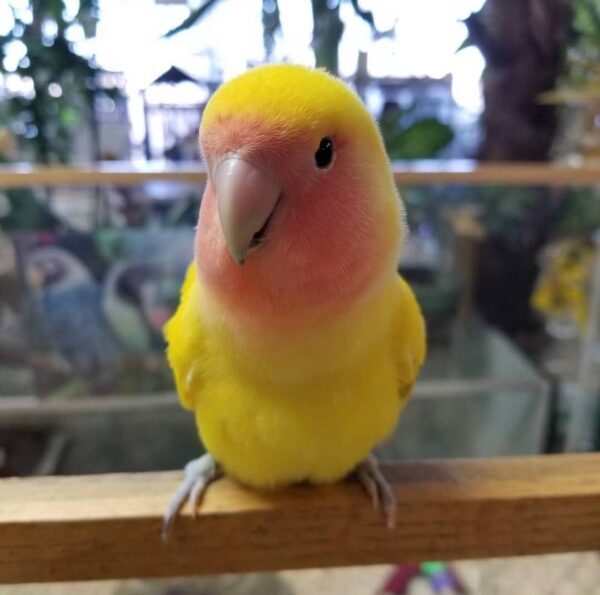 Peach-Faced Lovebirds, Lovely Peach-Faced Lovebirds, Hand-Fed Peach-Faced Lovebird, Tame small parrot, Baby Lovebird, Colorful companion parrot, Playful pet bird, Beginner friendly parrot, Talking bird potential, Vaccinated Peach-Faced Lovebird, Domestic parrot shipping, International parrot shipping, Healthy Peach-Faced Lovebird, Family pet parrot, The Parrots Exotic Store Peach-Faced Lovebirds, Lovely Peach-Faced Lovebirds, Hand-Fed Peach-Faced Lovebird, Tame small parrot, Baby Lovebird, Colorful companion parrot, Playful pet bird, Beginner friendly parrot, Talking bird potential, Vaccinated Peach-Faced Lovebird, Domestic parrot shipping, International parrot shipping, Healthy Peach-Faced Lovebird, Family pet parrot, The Parrots Exotic Store